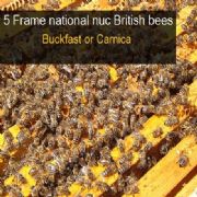 British National 5 Frame Nuc 2016 JUNE COLLECTION